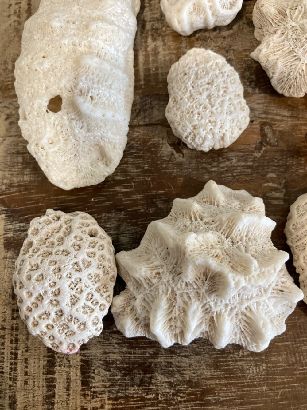 Fossilized Coral Collection 12 Pieces Instant Rock Collection - Picture 2 of 16